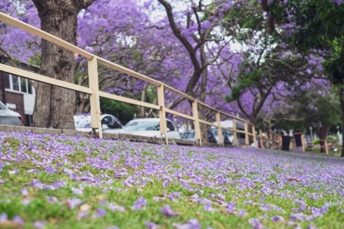 Jacaranda flowers on the ground and on the trees in springtime - Australian Stock Image