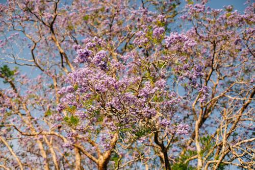 Jacaranda Tree in Blossom
