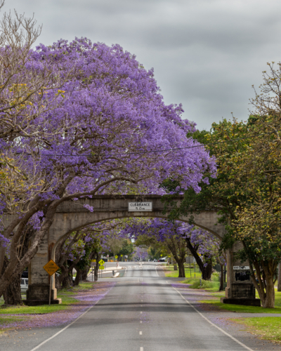 Jacaranda tree overhanging bridge with 2 lane road - Australian Stock Image