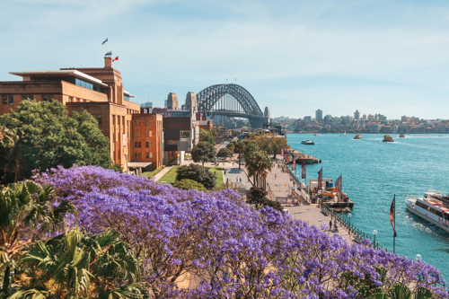 Jacarandas bloom over Circular Quay Sydney - Australian Stock Image