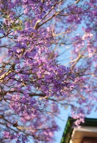 Jacarandas in full bloom - Australian Stock Image