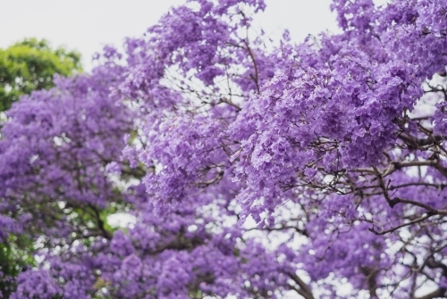 Jacarandas in full bloom - Australian Stock Image