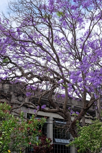 Jacarandas in full bloom - Australian Stock Image