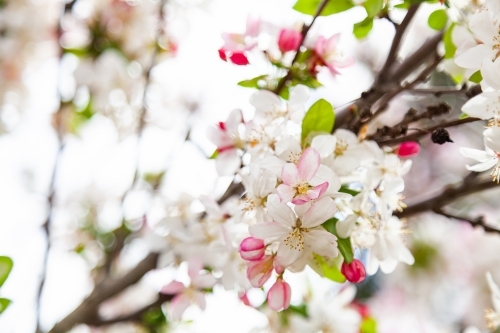 japanese flowering crabapple tree in full blossom in spring - Australian Stock Image
