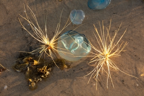 Jellyfish and beach spinifex seeds on the edge of the surf along a beach - Australian Stock Image