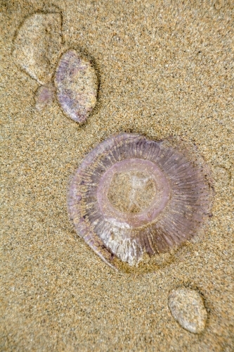 Jellyfish blobs on sand