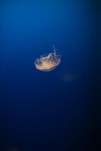Jellyfish portrait with dark blue background - Australian Stock Image