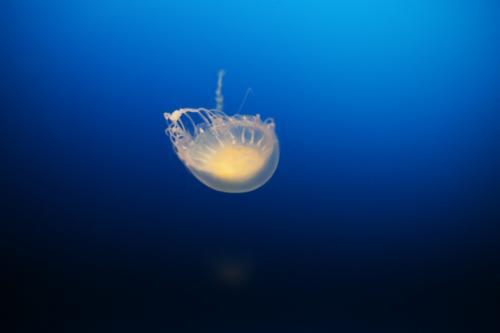 Jellyfish with dark blue background - Australian Stock Image