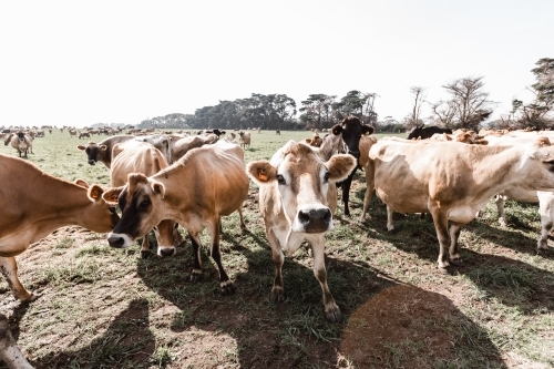 jersey cows on a dairy farm - Australian Stock Image