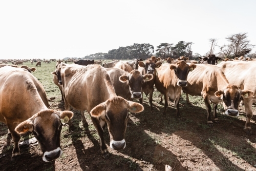 jersey cows on a dairy farm - Australian Stock Image