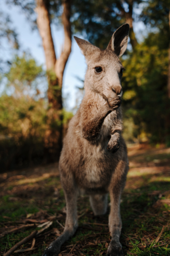 joey kangaroo standing in a forest ground holding food in its paws - Australian Stock Image