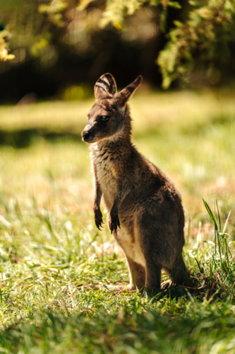 joey standing on a grassy field outdoors. - Australian Stock Image