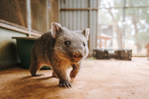joey wombat walking on the ground. - Australian Stock Image