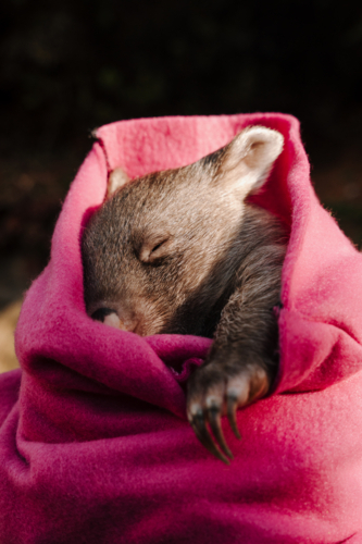 joey wombat wrapped in a pink cloth. - Australian Stock Image