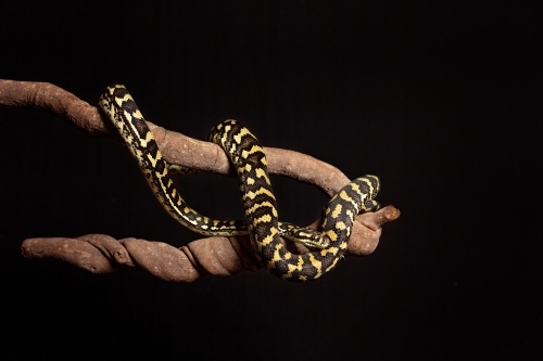 Jungle Python in studio - Australian Stock Image