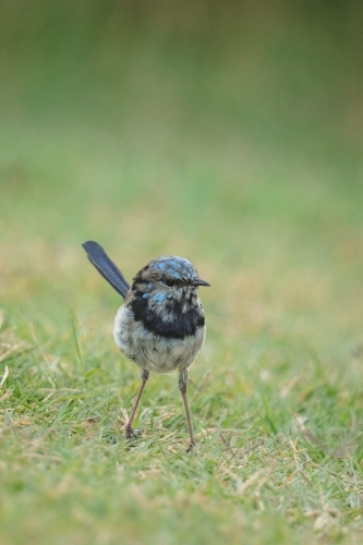 juvenile Fairy Wren on grass - Australian Stock Image