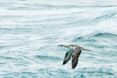 Juvenile gannet in flight with green ocean behind