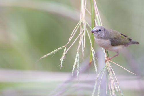 Juvenile Gouldian finch perched on a stem of grass - Australian Stock Image
