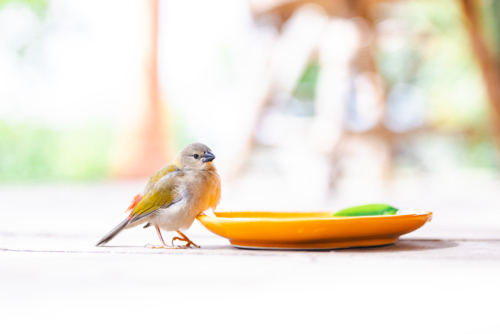 Juvenile Red-browed finch sitting on wooden verandah with saucer of water - Australian Stock Image