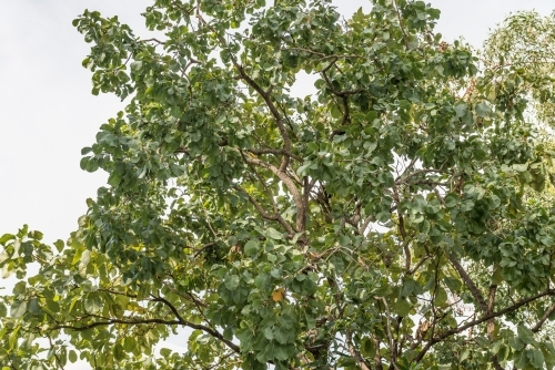 Kakadu Plum tree - Australian Stock Image
