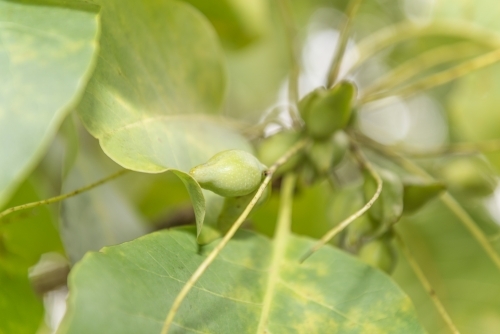 Kakadu Plums and leaves - Australian Stock Image