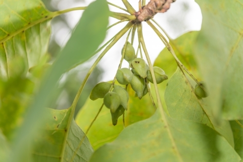 Kakadu Plums and leaves - Australian Stock Image