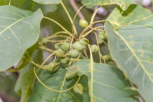 Kakadu Plums and leaves - Australian Stock Image