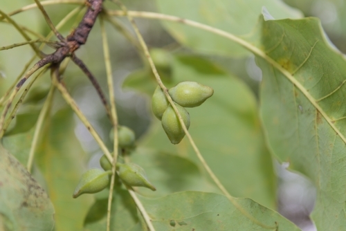 Kakadu Plums and leaves - Australian Stock Image