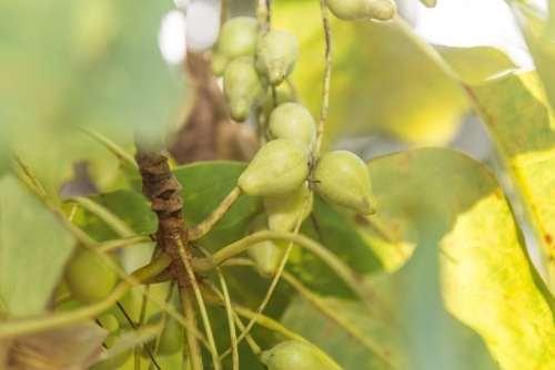 Kakadu Plums and leaves