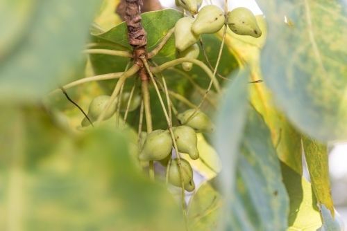 Kakadu Plums - Australian Stock Image