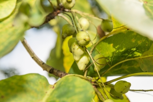 Kakadu Plums - Australian Stock Image