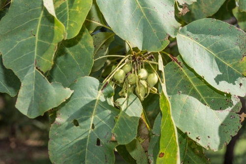 Kakadu Plums - Australian Stock Image