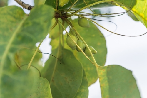 Kakadu Plums - Australian Stock Image