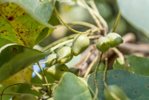 Kakadu Plums - Australian Stock Image
