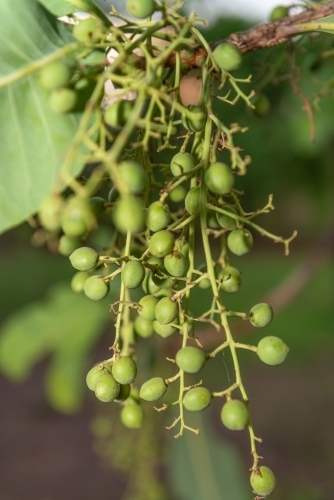 Kakadu Plums - Australian Stock Image