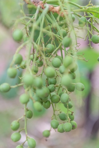 Kakadu Plums - Australian Stock Image