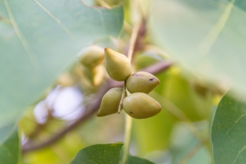 Kakadu Plums - Australian Stock Image