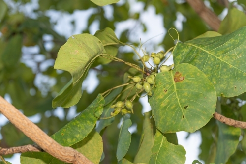 Kakadu Plums - Australian Stock Image