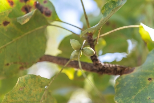 Kakadu Plums