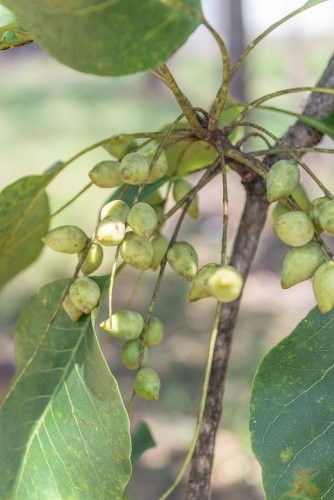 Kakadu Plums