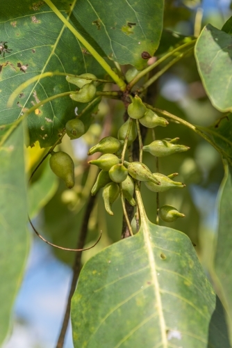 Kakadu Plums in tree