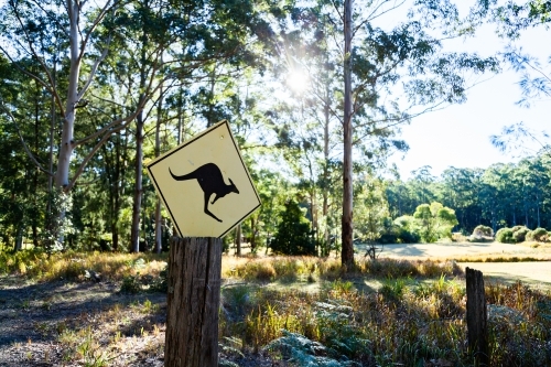 Kangaroo ahead warning sign on post in bushland - Australian Stock Image