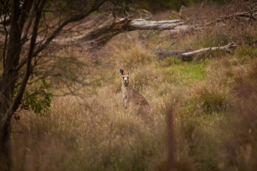 Kangaroo among grass in paddock