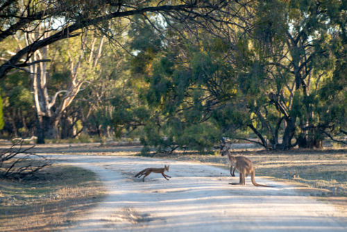 Kangaroo and fox crossing a bush track. - Australian Stock Image