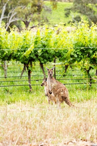 Kangaroo and joey in grapevines - Australian Stock Image
