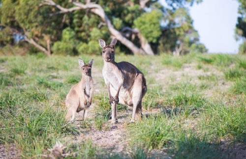 Kangaroo and large joey standing in the green outdoors. - Australian Stock Image