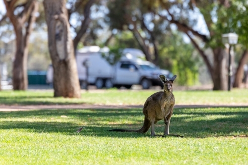 Kangaroo at caravan park