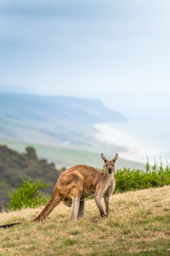 Kangaroo at Deep Creek, South Australia - Australian Stock Image