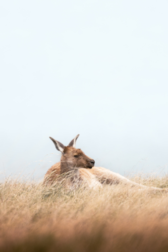 Kangaroo at Deep Creek, South Australia - Australian Stock Image