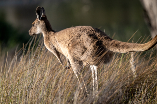 Kangaroo bounding among tall grass in the wild - Australian Stock Image